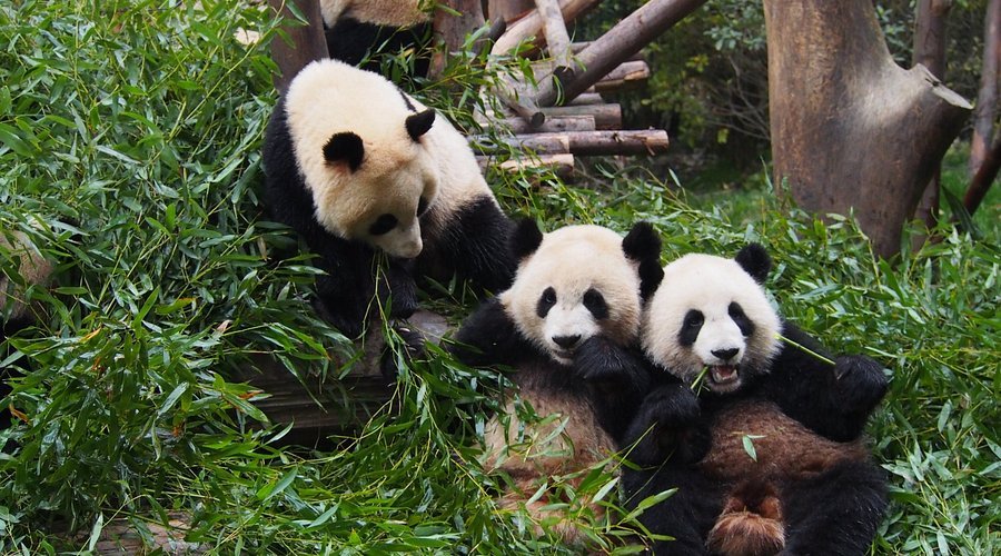 Chengdu Panda Base in Chengdu