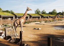 Chester Zoo in Chester