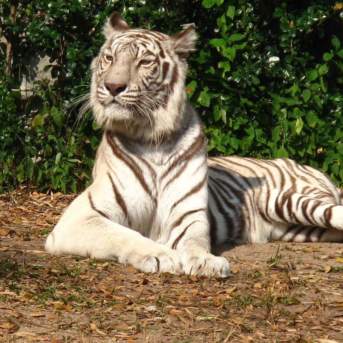 Chiang Mai Zoo in Chiang Mai