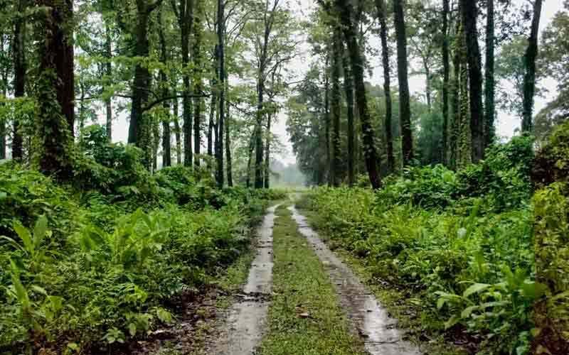 Chilapata Forest in Jalpaiguri