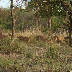 Chilla Wildlife Sanctuary in Haridwar