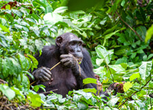 Chimpanzee Sanctuary in Tanzania in Kigoma-Ujiji
