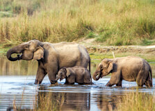 Chitwan National Park