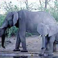 Chobe National Park in Chobe