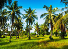 Coconut Gardens in Ben Tre