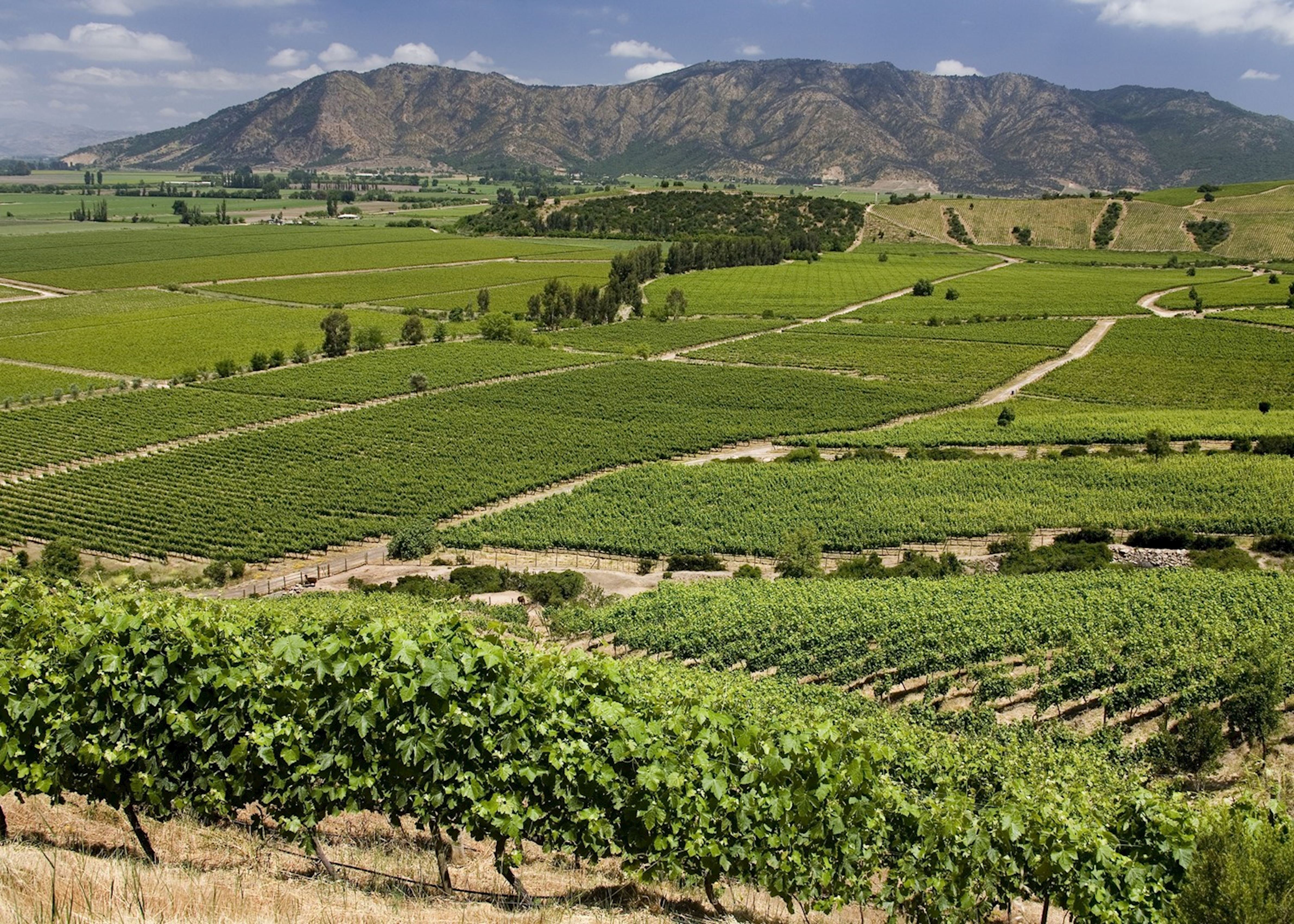 Colchagua Valley in Colchagua