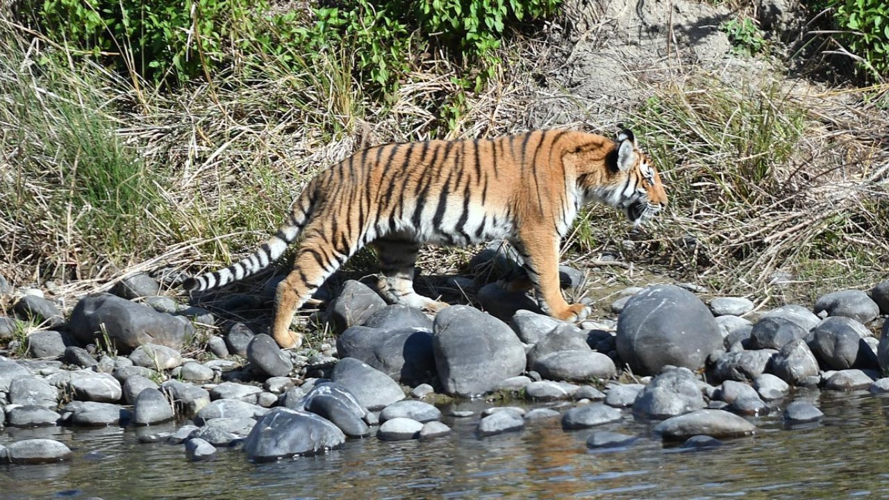 Corbett National Park