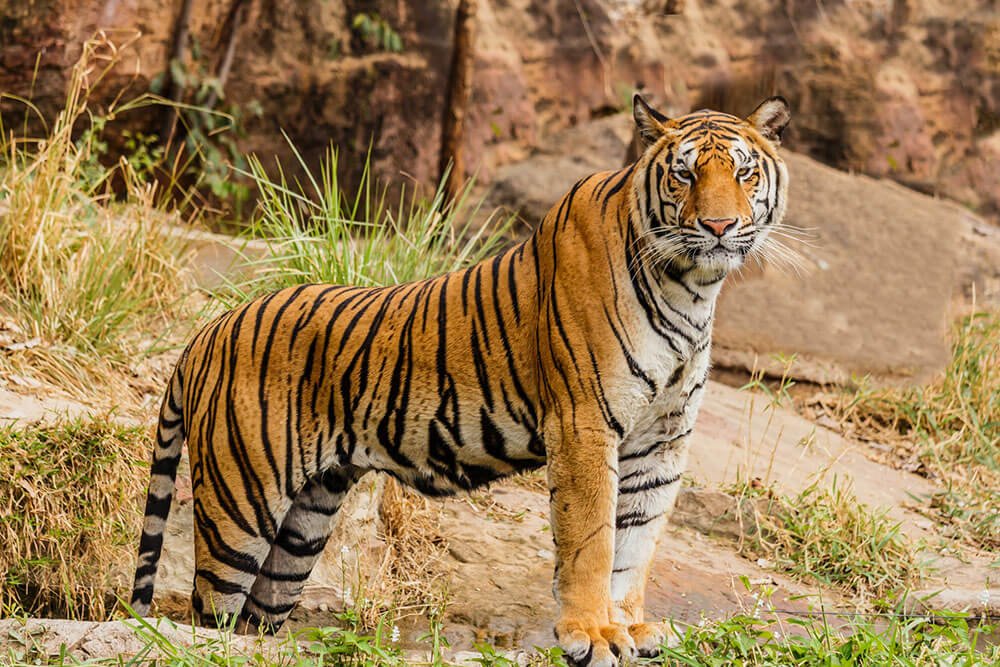 Corbett Tiger Reserve in Uttarakhand
