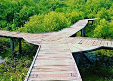 Coringa Wildlife Sanctuary in Kakinada