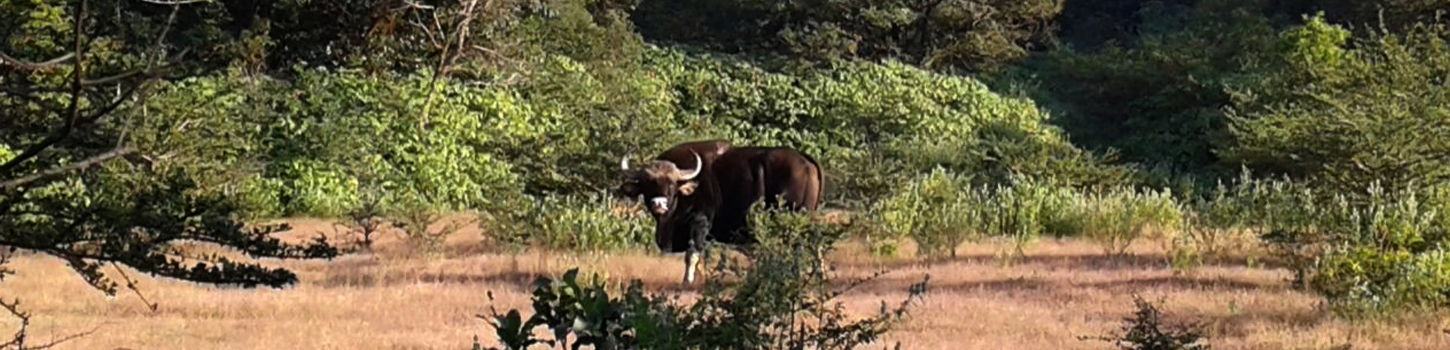 Dajipur Bison Sanctuary
