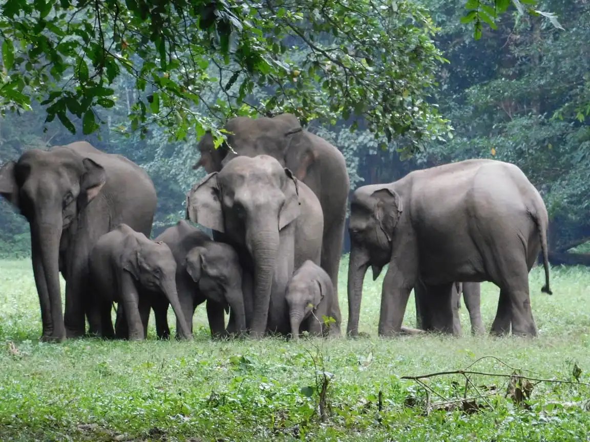 Dandeli Wildlife Sanctuary