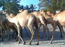 Dar Es Salaam Zoo in Dar-es-Salaam
