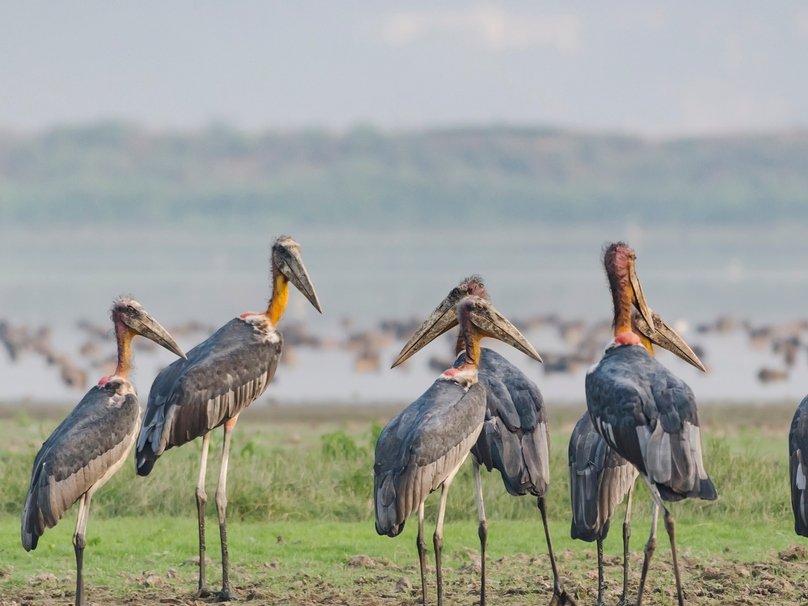 Deepor Beel Bird Sanctuary in Guwahati