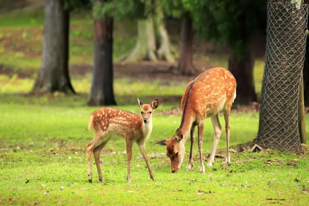 Deer Park in Almora