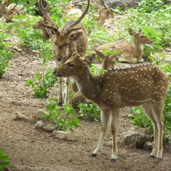 Deer Park in Hyderabad