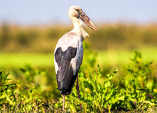 Dehing Patkai Wildlife Sanctuary in Tinsukia