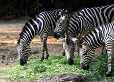 Dehiwala Zoo in Mount Lavinia
