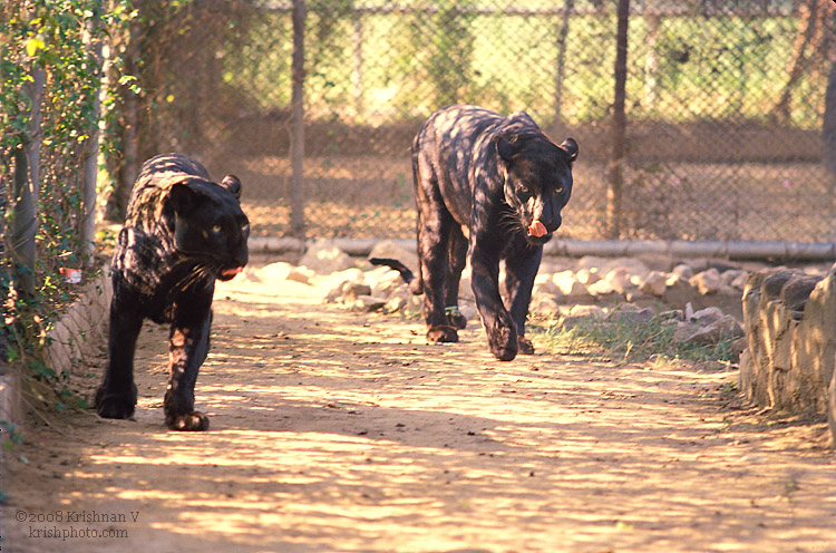 Delhi Zoo