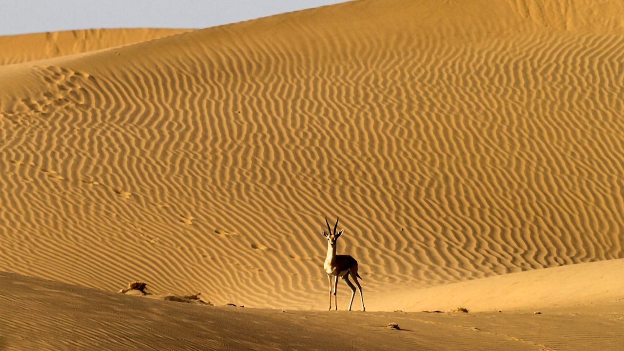 Desert National Park in Jaisalmer