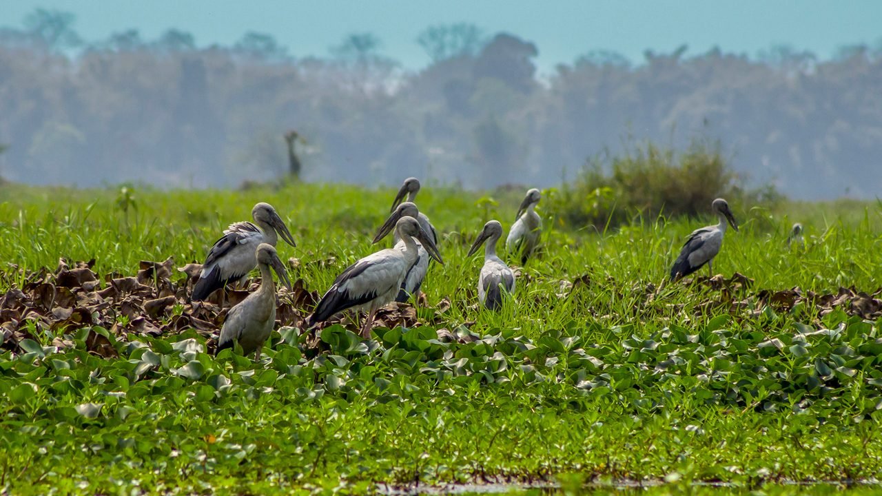 Dibru-Saikhowa National Park in Dibrugarh