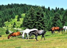 Dibru Saikhowa National Park in Tinsukia
