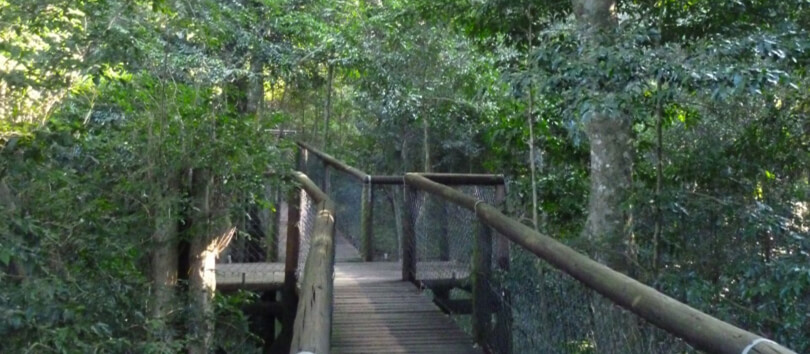 Dlinza Forest Nature Reserve