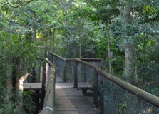 Dlinza Forest Nature Reserve in Kwazulu Natal