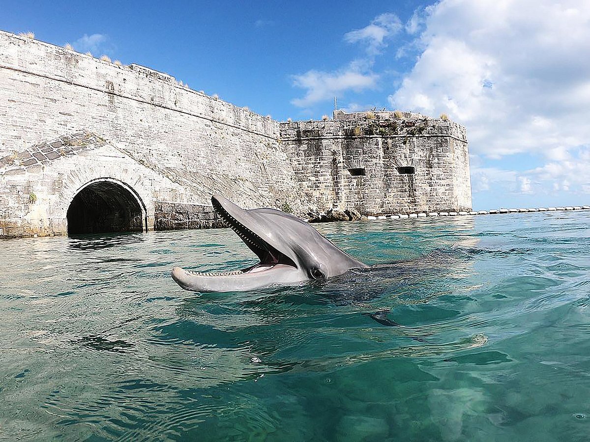 Dolphin Quest Bermuda in Hamilton Bermuda