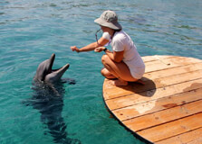 Dolphin Reef in Eilat