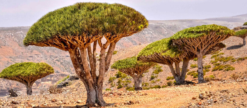 Dragon Blood Tree