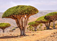Dragon Blood Tree in Socotra Island