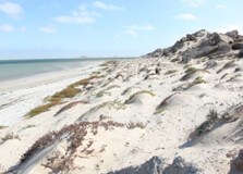 Dragon Island in Dakhla