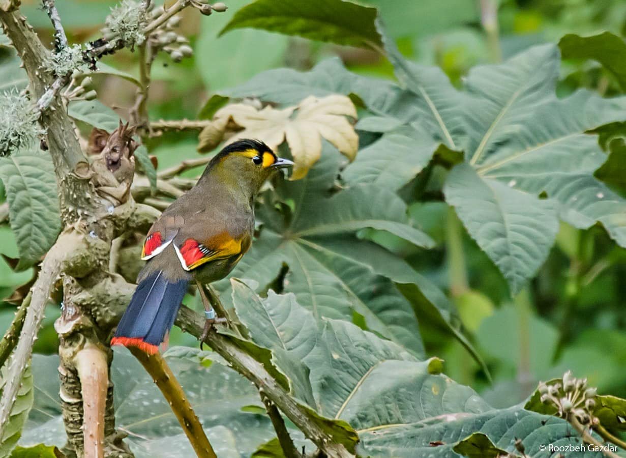 Eaglenest Wildlife Sanctuary in Dirang