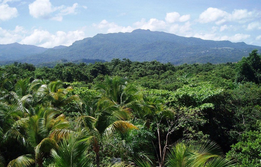 El Yunque Rainforest (Puerto Rico)