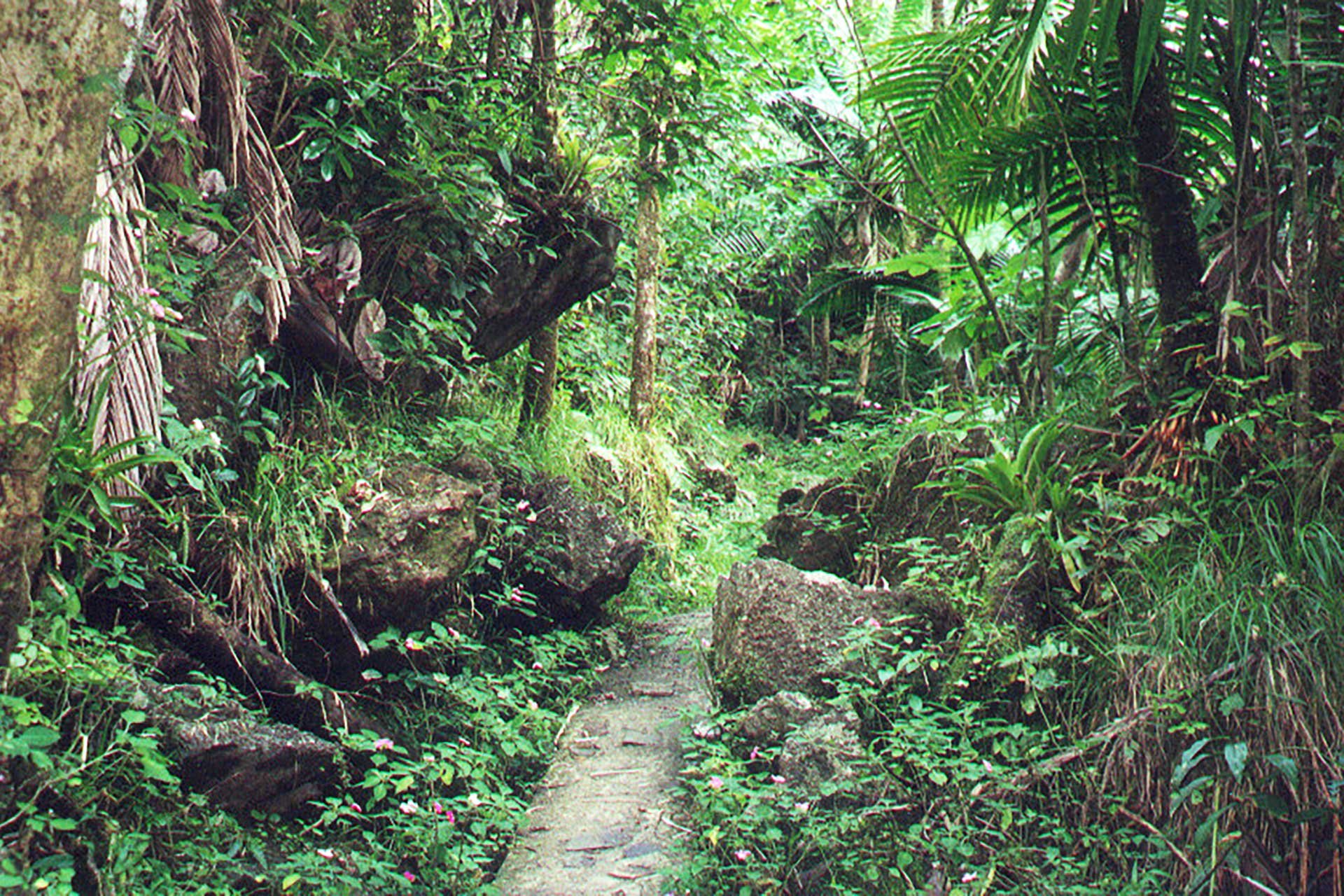 El Yunque Rainforest (Puerto Rico) in San Juan