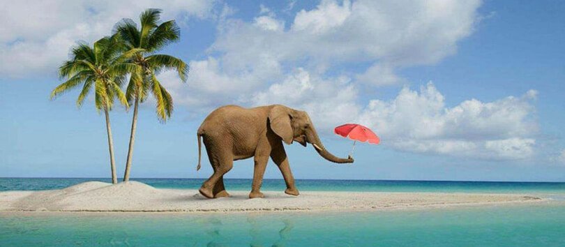 Elephant Beach