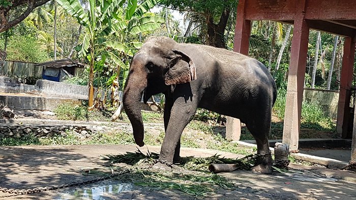 Elephant Camp Guruvayur in Guruvayur