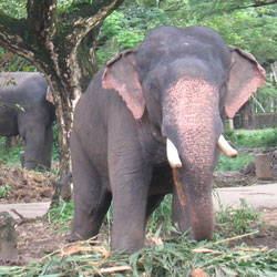 Elephant Park in Guruvayur