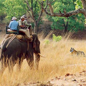 Elephant Safari in Bandhavgarh