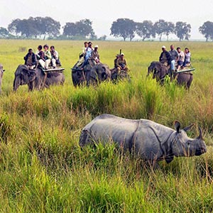 Elephant Safari in Kaziranga National Park