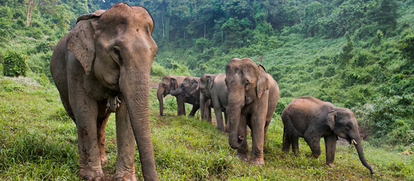 Elephant Village Sanctuary