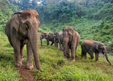 Elephant Village Sanctuary in Luang Prabang