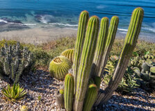 Encinitas Beach in California