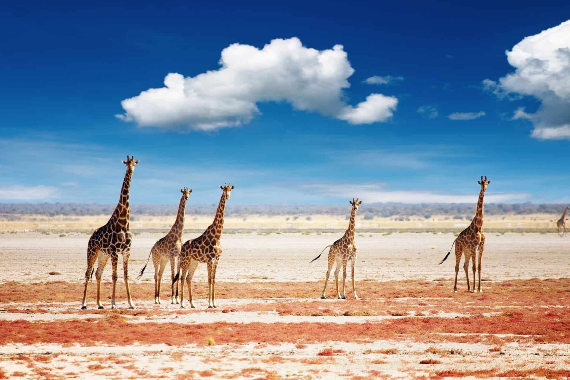 Etosha National Park in Northwestern Namibia