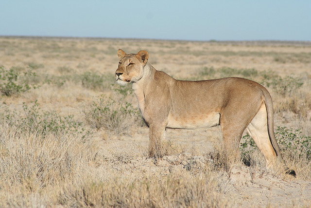 Etosha National Park in Northwestern Namibia