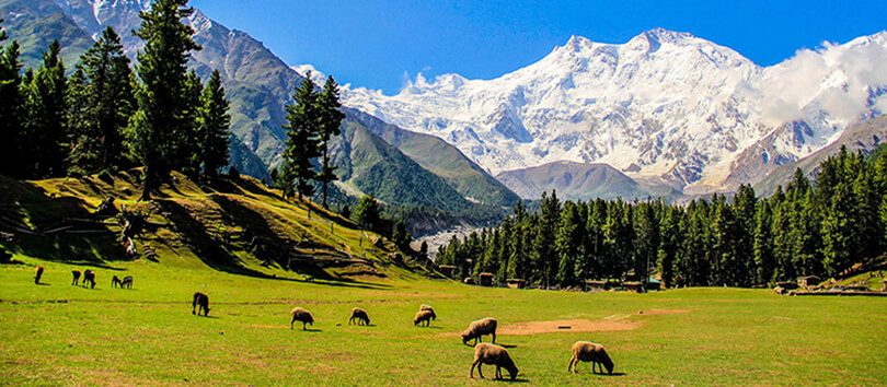 Fairy Meadows