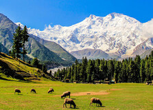Fairy Meadows in Chilas