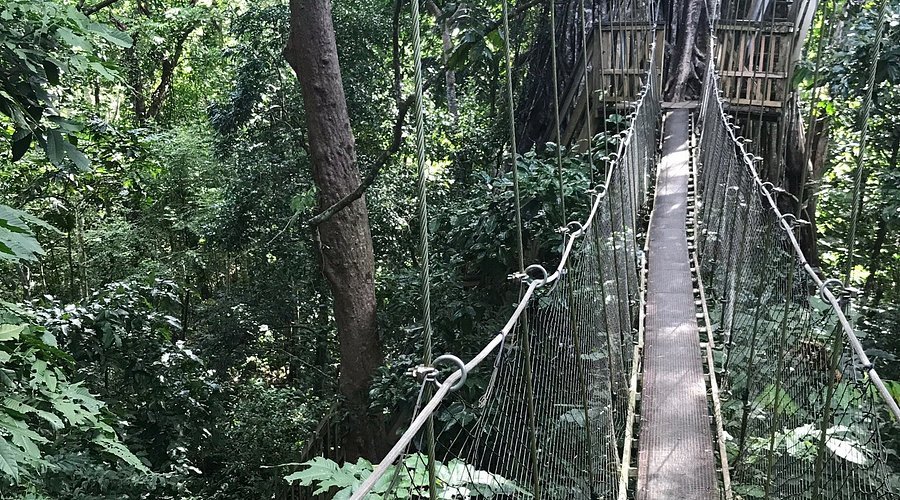 Falealupo Rainforest Preserve in Falealupo
