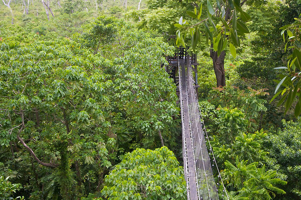 Falealupo Rainforest Preserve in Falealupo