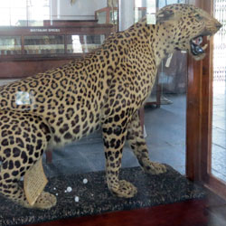 Forest College Museum in Coimbatore
